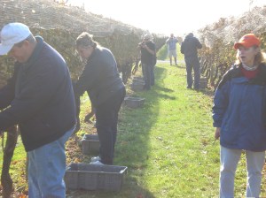 Harvesting Harvesting
