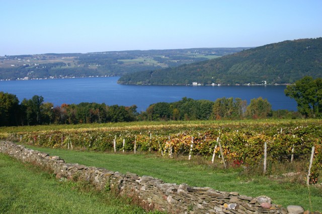 FingerLakesVineyard1